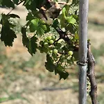 בית נופש Zeytinycesme L Tiny & Farm L Çeşme